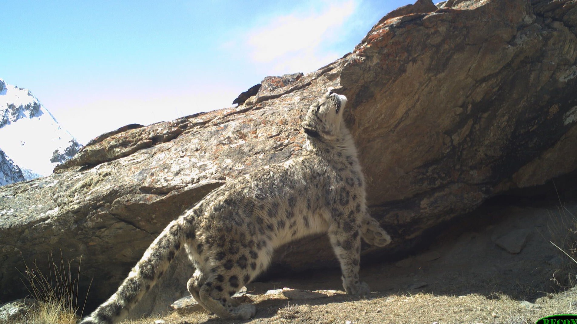 Saving Snow Leopards and their Prey Species in Kyrgyzstan - IUCN SOS