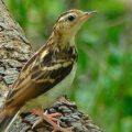 Sokoke pipit perched on a branch