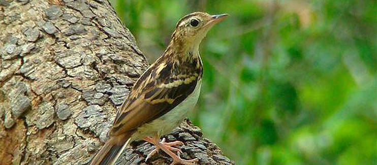 Sokoke pipit perched on a branch