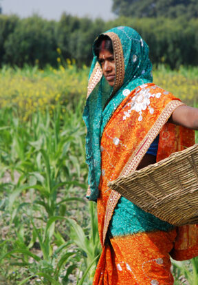 Farmer weeding maize field in Bihar