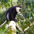 Camera trapped White-thighed Colobus on a tree