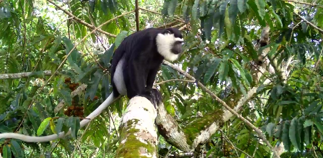 Protecting Threatened Monkeys Affected by the COVID-19 Pandemic 2 Camera trapped White-thighed Colobus on a tree