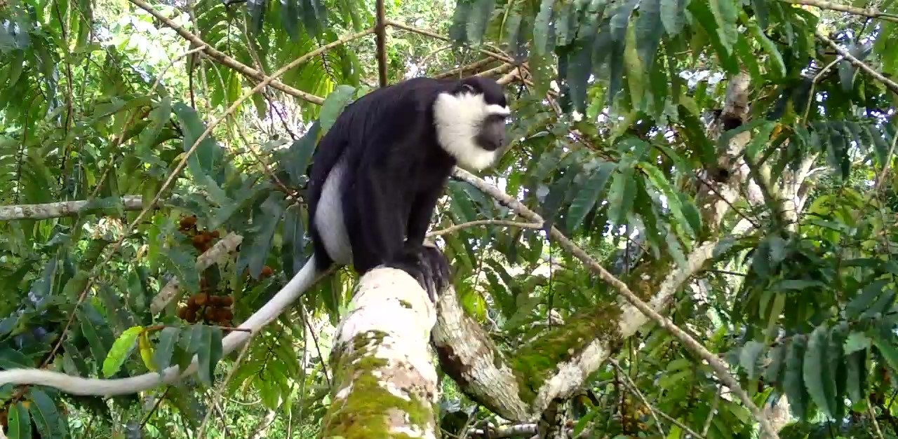 Camera trapped White-thighed Colobus on a tree