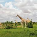 A herd of West African Giraffes