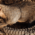 Fondation Segré Pangolin Conservation Initiative