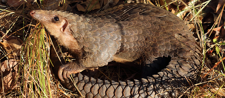 Fondation Segré Pangolin Conservation Initiative