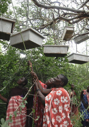 Trees with beehives are protected