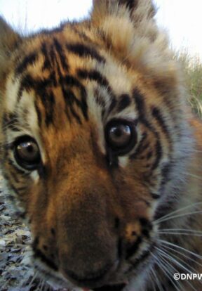 Wide-eyed tiger cub selfie