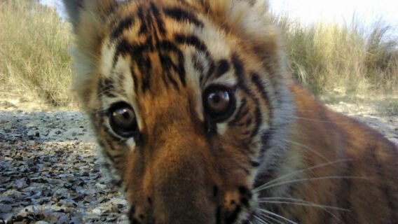 Wide-eyed tiger cub selfie