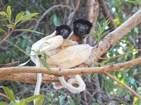 Crowned sifaka lemur mother and baby