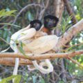 Crowned sifaka lemur mother and baby