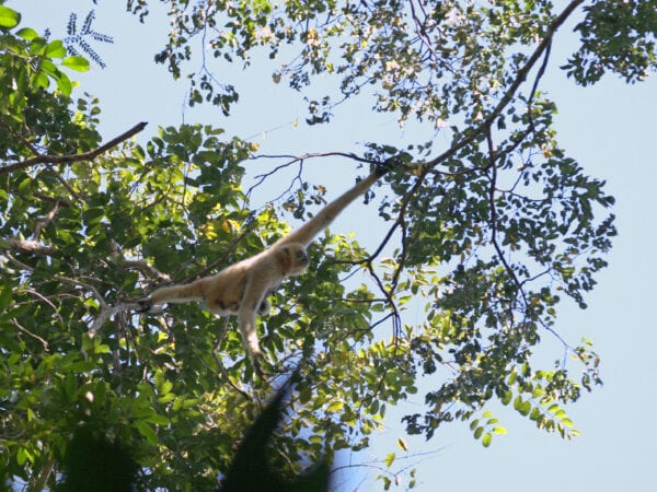 Female gibbon with infant