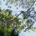 Female gibbon with infant