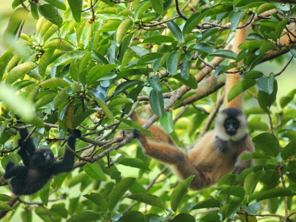 Cao vit gibbon mother with her baby-photo