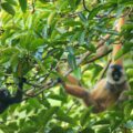 Cao vit gibbon mother with her baby-photo