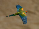 2022A 17 Asociacion Civil Armonia Bolivia Red fronted Macaw Steffen Reichle