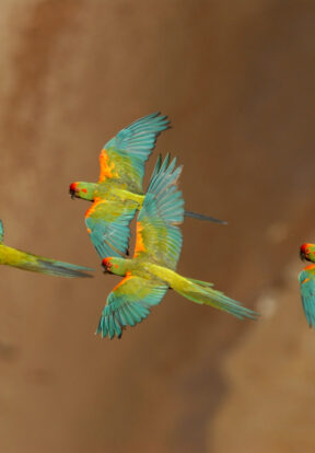 2022A 17 Red fronted Macaw Steffen Reichle 2