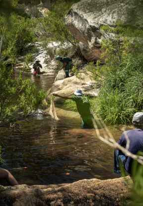 2023A 37 Freshwater Research Centre South Africa JeremyShelton 1