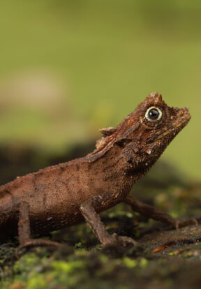 2023C 14 Himash Adhikari Sri Lanka Ceratophora karu