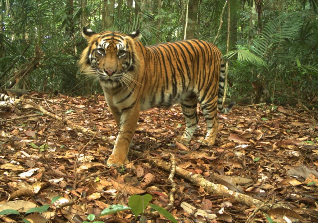 Communities for Tiger Recovery in Rimbang Baling: the Beating Heart of
