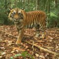 Camera trapped tiger from Rimbang Baling