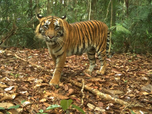 Camera trapped tiger from Rimbang Baling