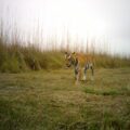 Camera trapped Bengal Tiger