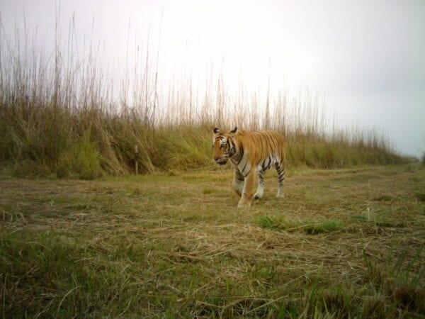 Camera trapped Bengal Tiger