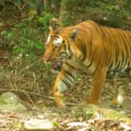 Camera trapped tiger