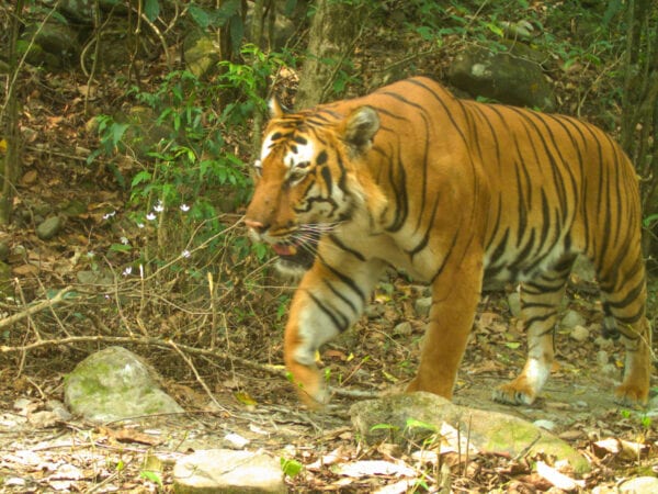 Camera trapped tiger