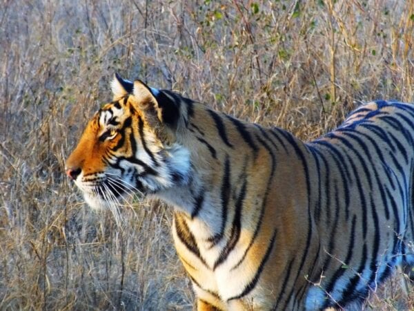 Tiger in the wild by Jimena Montane