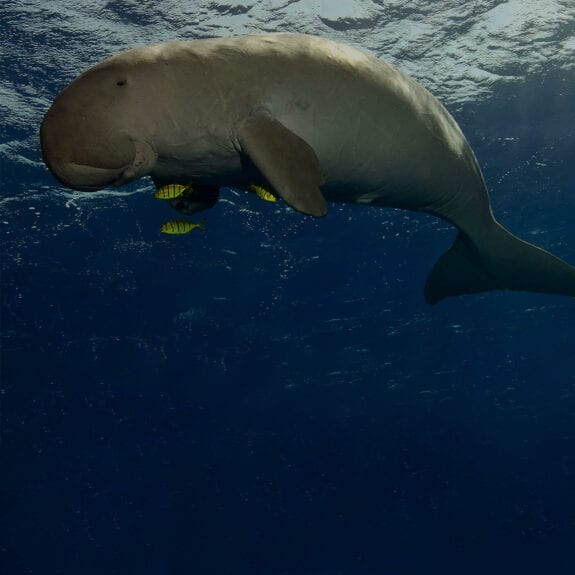 Dugong swimming in the ocean