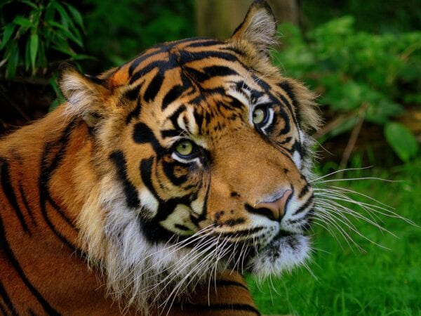 Close-up of a tiger in the grass