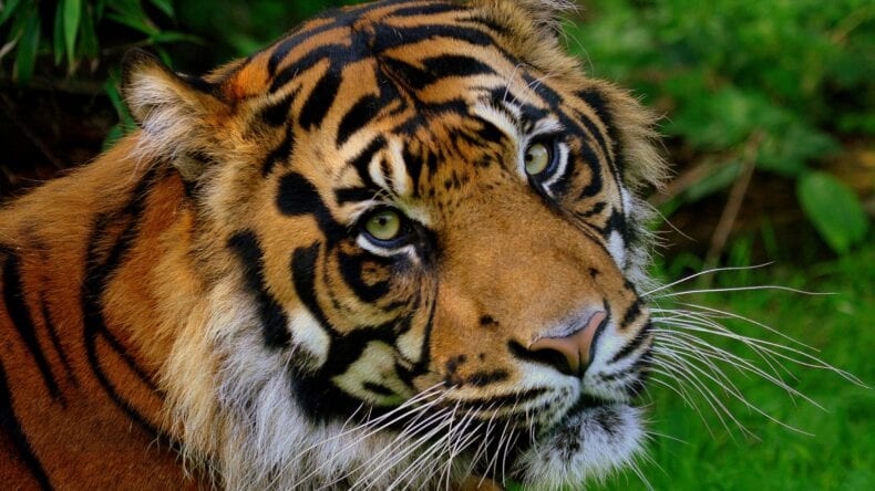 Close-up of a tiger in the grass