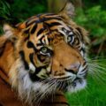 Close-up of a tiger in the grass