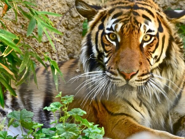 Tiger looking at the camera