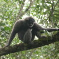 Javan Silvery Gibbon (Hylobates moloch) SOS