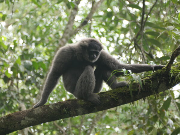 Javan Silvery Gibbon (Hylobates moloch) SOS