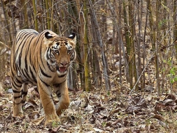 Tiger in the wild