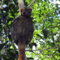 Lemur looking down from a tree in Madagascar