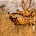 Two African Wild Dogs in South Africs