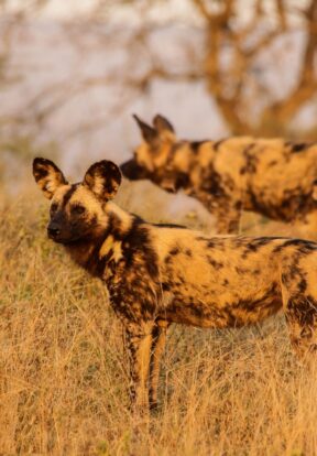 Two African Wild Dogs in South Africs