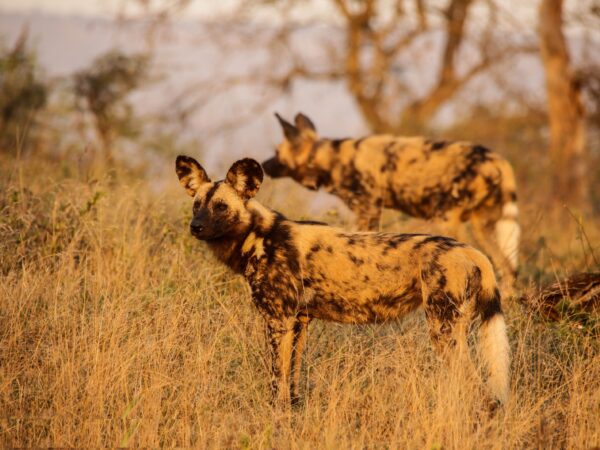 Two African Wild Dogs in South Africs