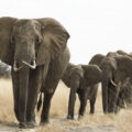 Elphants in the Randilen Wildlife Management Area