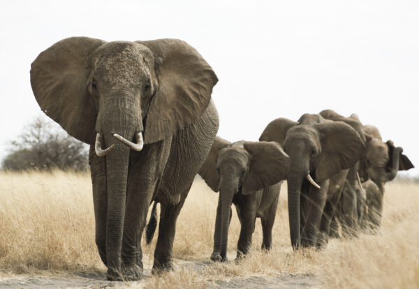 Elphants in the Randilen Wildlife Management Area