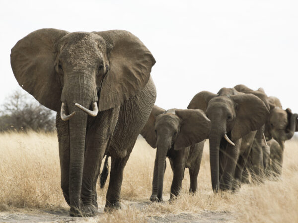 Elphants in the Randilen Wildlife Management Area