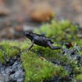 Close-up of a Rough Moss Frog in South Africa