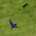 Two Blue Swallows flying