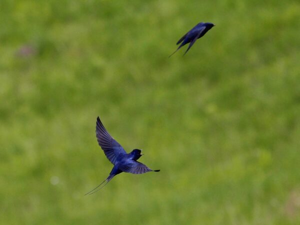 Two Blue Swallows flying