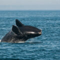 North Atlantic right whale breaching in the Bay of Fundy, Canada